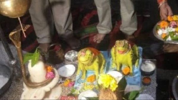 દેડકા-દેડકીના તલાક કરાવ્યા