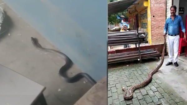 Video: કોલેજમાંથી કાળો નાગ નીકળ્યો, 14 ફુટ લાંબો અજગર