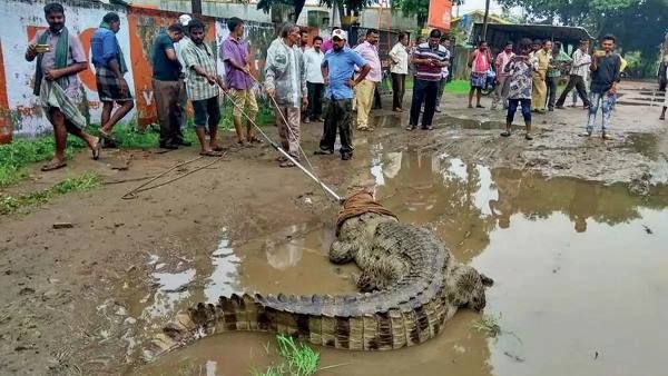 બે ગામમાંથી બે મગર કાઢવામાં આવ્યા