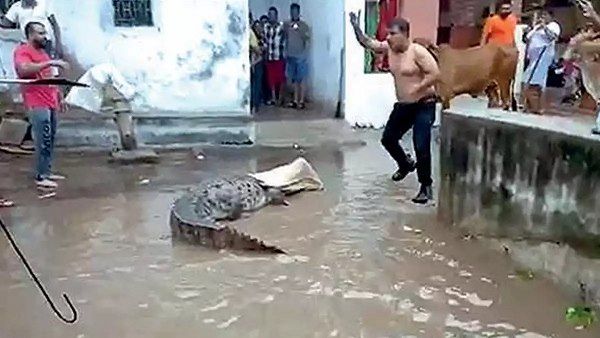 8 ઓગસ્ટ સુધીમાં 22 મગરો પકડાઈ ગયા હતા