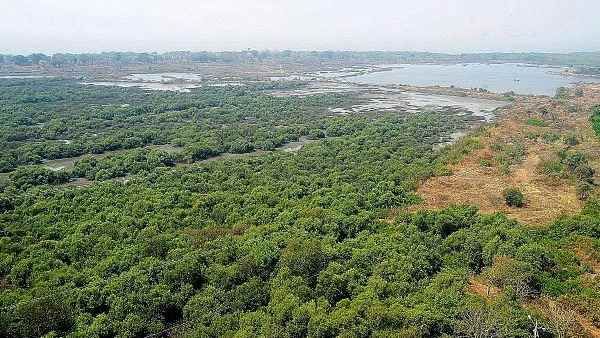 55,000 મેન્ગ્રોવ ટ્રીનું નિકંદન