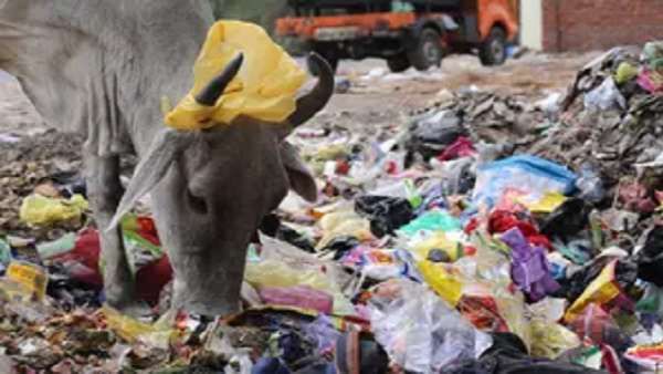 શું તમામ પ્રકારના પ્લાસ્ટિક પર બેન? શું તમામ પ્રકારના પ્લાસ્ટિક પર બેન?