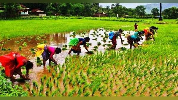 ગુજરાત: વરસાદને કારણે ખેતીમાં ખુશી, 80 લાખ હેક્ટર જમીનમાં વાવણી