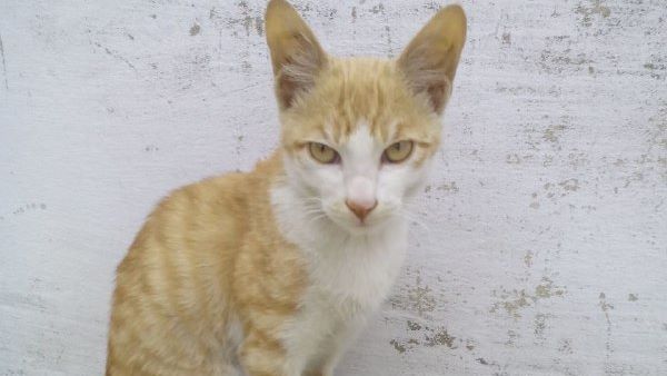 ભૂસ્ખલન