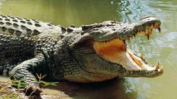 દોસ્તને બચાવવા પોતાના જીવની પરવા કર્યા વિના બાળકીએ મઘર સાથે બાથ ભીડી