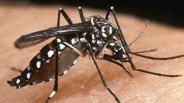 ગુજરાતમાં ડેન્ગ્યુનો કહેર, થોડા જ દિવસમાં 10 લોકોની મૌત