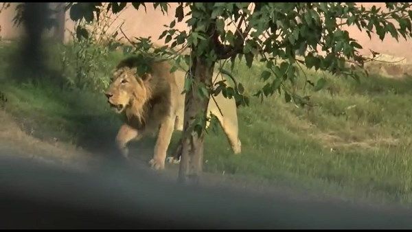 11 સિંહનાં મૃત્યુ થઈ ચૂક્યાં છે