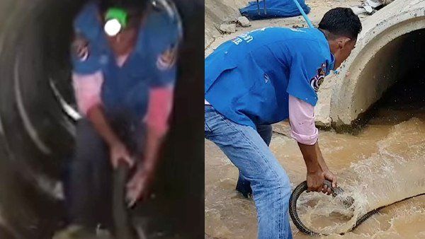 Video: અચાનક 13 ફૂટનો લાંબો કિંગ કોબ્રા દેખાયો, હડકંપ મચ્યો