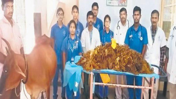ગાય દર્દથી પીડાતી હતી, સર્જરી કરી તો 52 કિલો પ્લાસ્ટિક નીકળ્યું