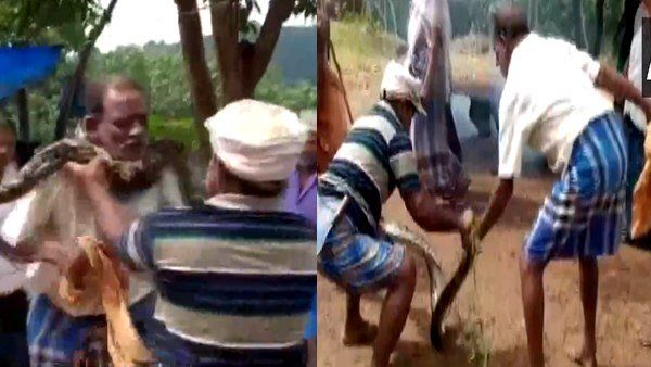 સ્થાનીય લોકોએ અજગરને ગળાથી કાઢ્યો સ્થાનીય લોકોએ અજગરને ગળાથી કાઢ્યો