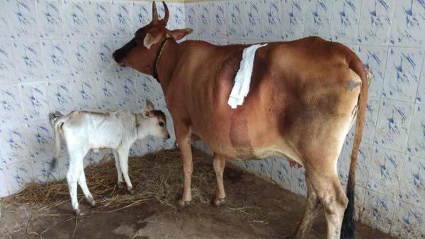 શસ્ત્રક્રિયામાં ફક્ત 140 રૂપિયા ખર્ચ થયા