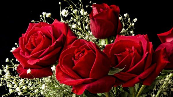 જ્યાં કોઈ ગુલાબ હોય