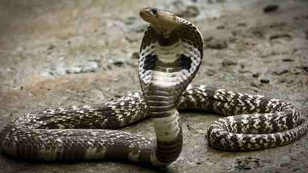 સ્કૂલમાં એક પછી એક 6 સાપ નીકળ્યા