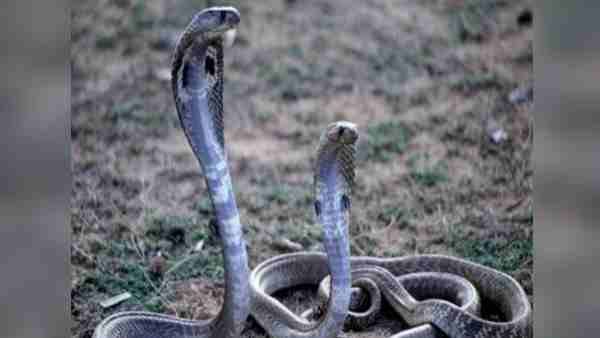 સ્કૂલમાં ભણી રહેલા છાત્રએ 3 ફૂટનો સાપ જોયો