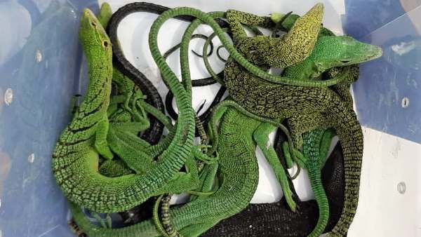 ગ્રીન ટ્રી અજગર સહિત 16 સાપ પકડાયા