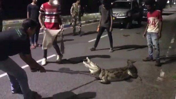 Video: વડોદરામાં ઘૂસ્યો વિશાળકાય મઘર, 2 કલાકે પકડાયો