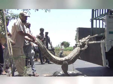 2 કલાકમાં સુરક્ષિત પકડ્યો