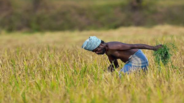 માત્ર અડધા ખેડૂતોને જ પૈસા મળી રહ્યા છે