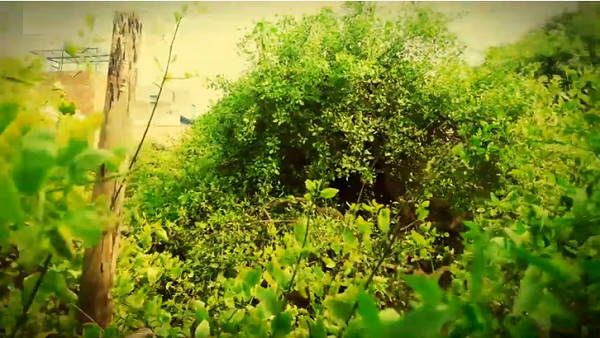 નિધિવનમાં તુલસી, મહેંદીના છોડ છે