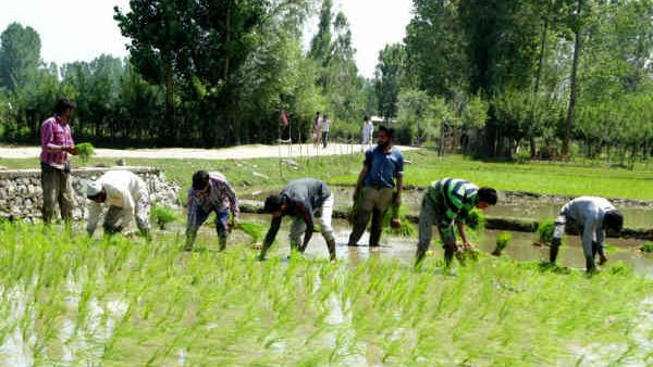 કેટલા ખેડૂતોને મળ્યા પૈસા કેટલા ખેડૂતોને મળ્યા પૈસા