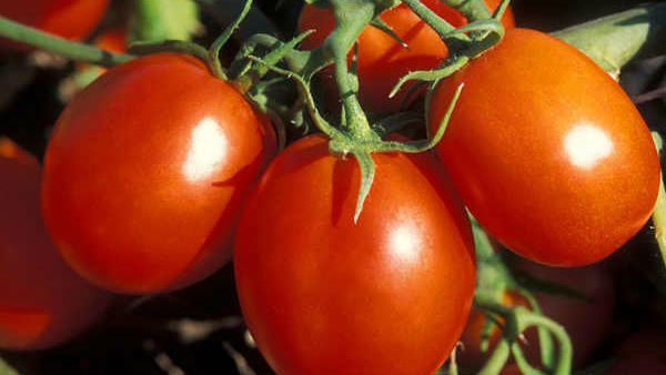 પાકિસ્તાનઃ ટામેટાના ભાવ બેકાબુ, ઈરાન પાસે માગી મદદ