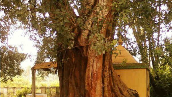 પીપળાના ઝાડની પૂજા કરો