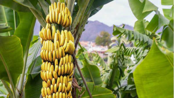 કેળાના વૃક્ષની પૂજા કરો