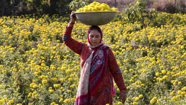 ઘણી વસ્તુઓનું થઇ રહ્યું છે રેકોર્ડ ઉત્પાદન
