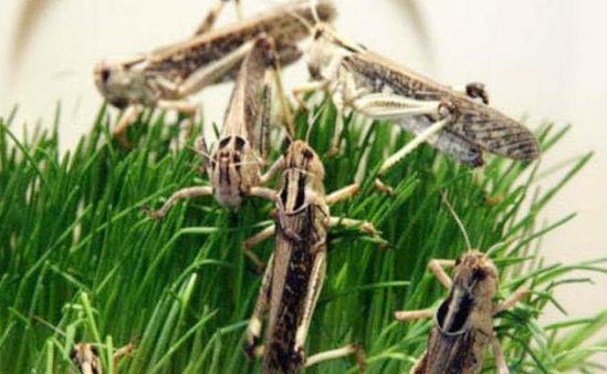 પાકિસ્તાની તીડના હુમલાને કારણે ગુજરાતમાં ખેડુતોને નુકસાન, લોકોને વળતર આપશે સરકાર