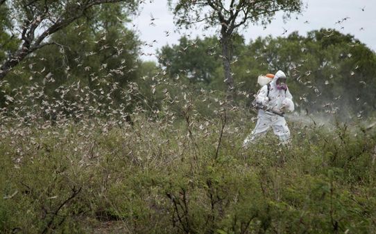 પ્રથમ વખત આ જગ્યાએ ત્રાટક્યા તીડ પ્રથમ વખત આ જગ્યાએ ત્રાટક્યા તીડ