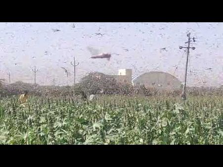 એક દાયકા બાદ ત્રાટક્યા તીડ એક દાયકા બાદ ત્રાટક્યા તીડ