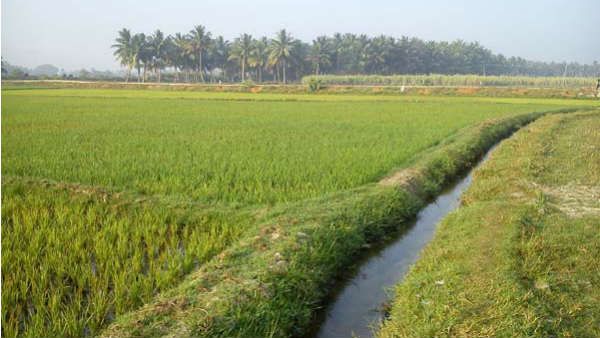 ખેડૂતોને માત્ર એક ભાગની ચૂકવણી કરવામાં આવી