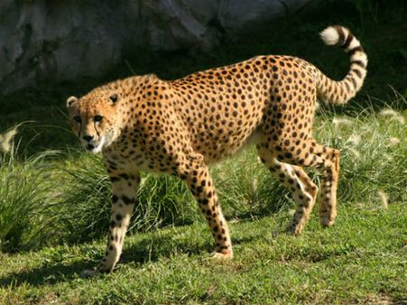 ચિંતાજનક સ્થિતિ