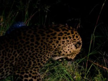 દીપડાની ચર્ચા 2001માં શરૂ થઈ હતી.