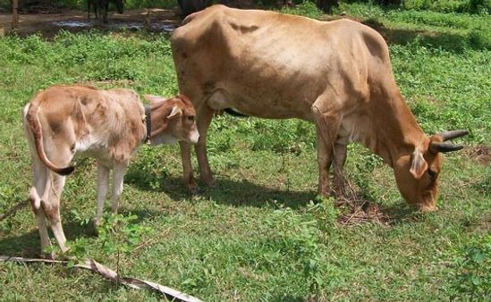 ઉષાના આરોપ