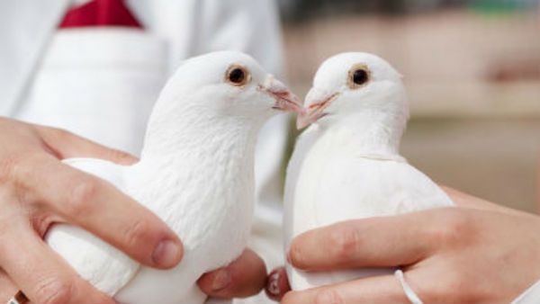 બિશપ ટર્નીનુ પણ લેવામાં આવે છે નામ