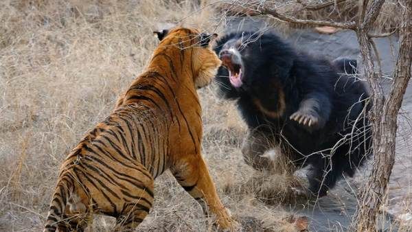 શિકાર કરવા દોડ્યો વાઘ તો માદા ભાલૂએ આપ્યો ઝડબાતોડ જવાબ