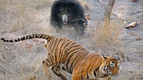 માદા ભાલૂ વાઘની પાછળ દોડે છે