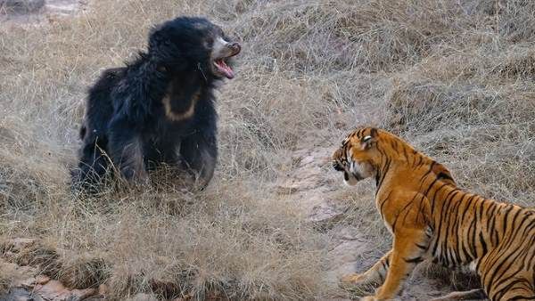 બહાદુરીની કહાની પસંદ કરી રહ્યા છે લોકો
