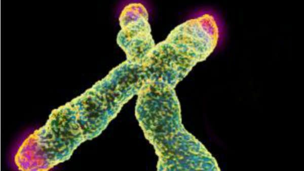 ભારતમાં હરેક 10માંથી એક વ્યક્તિને કેંસરનો ખતરો, 15માંથી એક દર્દીનું થઇ શકે છે મોત