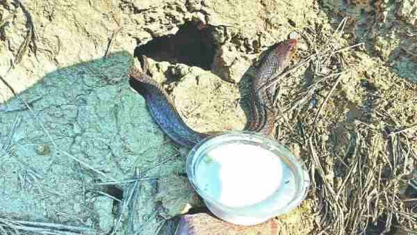 નાગિને દૂધ ના પીધુ નાગિને દૂધ ના પીધુ