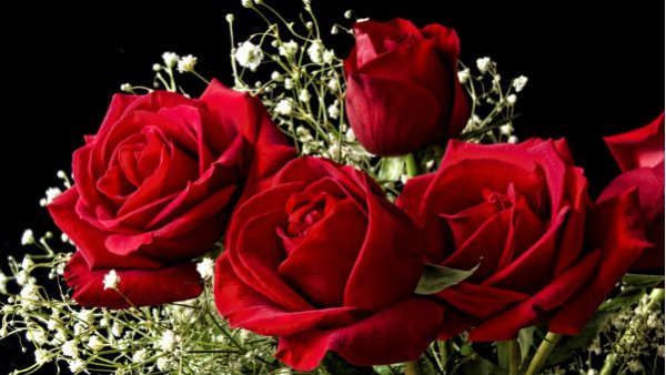 ગુલાબથી તમારો પ્રેમ વ્યક્ત કરો, આજથી વેલેન્ટાઈન વીક શરૂ થાય છે