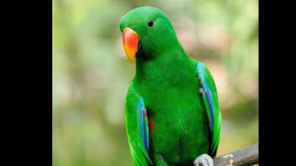 પોતાની પ્રજાના હાલચાલ જાણવા રાજા એકલા નિકળ્યા