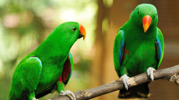 Success Mantra: વાણી જણાવી દે છે તમારા સંસ્કાર