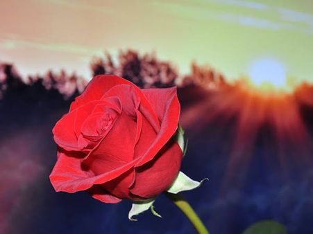 7 ફેબ્રુઆરી રોજ ડે