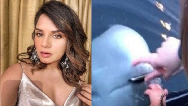 ઋચા ચઢ્ઢાએ શેર કર્યો Video: દરિયામાં પડી ગયો આઈફોન, વ્હેલે મહિલાને આપ્યો પાછો