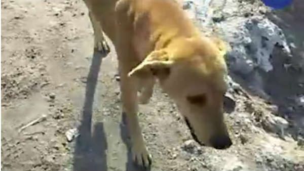 પદયાત્રીઓ સાથે શ્વાન જોડાતા કૂતુહલ