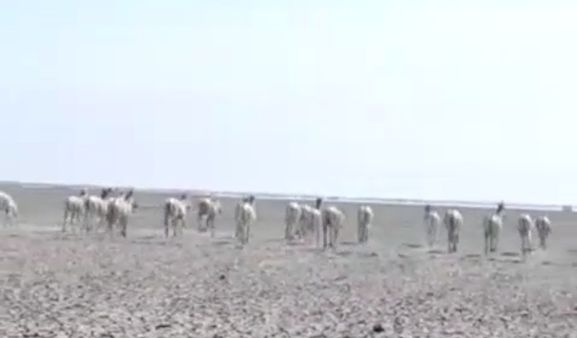 કચ્છના નાના રણમાં ઘુડખરની કરાશે ગણતરી, સરકારે કરી જાહેરાત