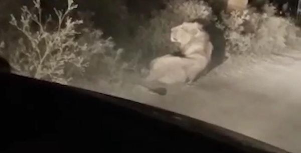 જુનાગઢમાં જંગલનો રાજા સિંહ રોડ પર ટહેલતો દેખાયો, વીડિયો વાયરલ