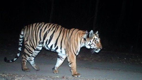 પ્રેમની તલાશમાં 2000 કિમી પગપાળા ચાલી મહારાષ્ટ્ર પહોંચ્યો વાઘ, શું આખરે મળી વાઘણ?